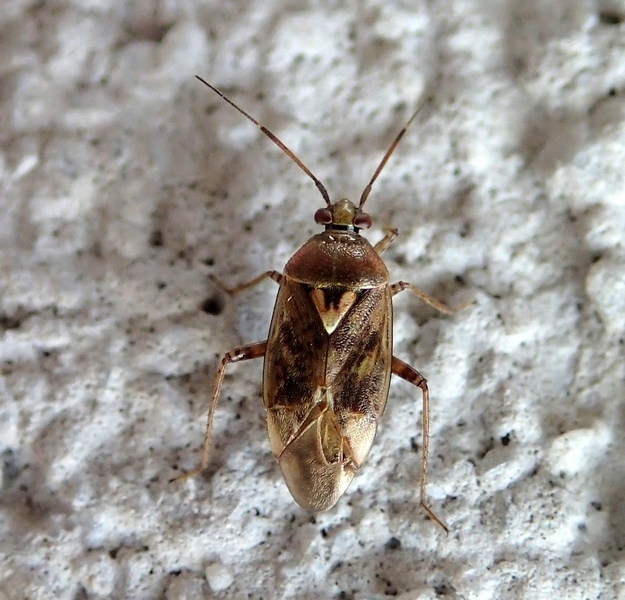 Miridae : Lygus rugulipennis del Veneto (TV)